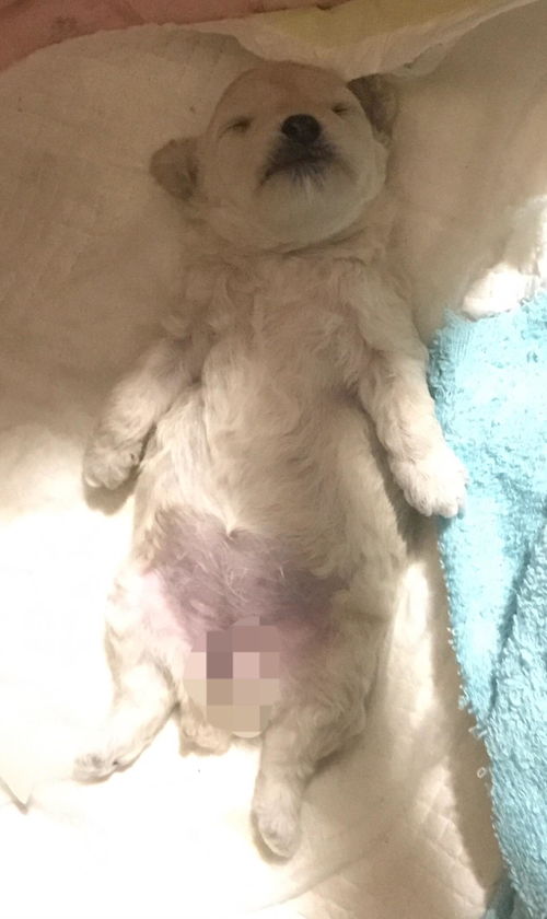 狗狗怀孕多久生出来
