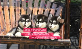 长春阿拉斯加多少钱一只