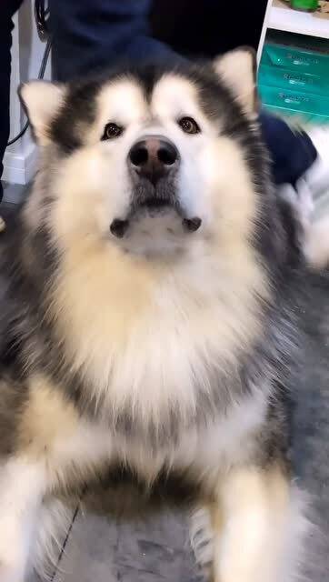 阿拉斯加犬训练方法