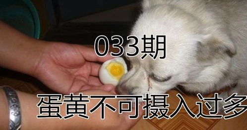 狗吃鸡蛋黄吃多少算过量