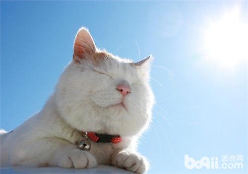 给猫猫晒太阳好吗