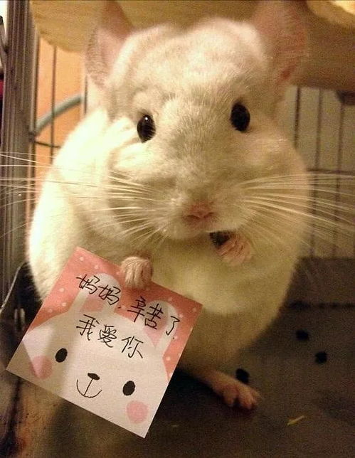 龙猫零食一次喂多少