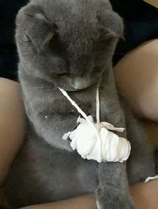 猫咪包扎技巧