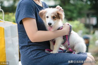 怎么让狗寿命长一点