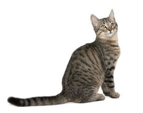 新买的猫吃什么
