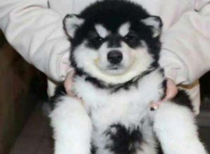 如何判断阿拉斯加犬是否纯种