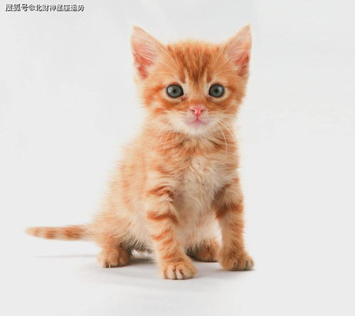 猫咳嗽吐白沫怎么办