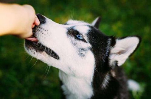 狗狗吐白沫很臭