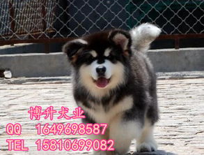 阿拉斯加狗的名字好听