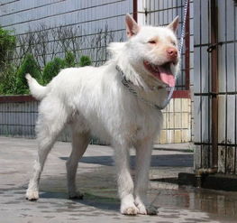 柯利犬有哪些特点