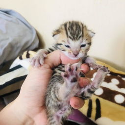 小猫多少天能生小猫