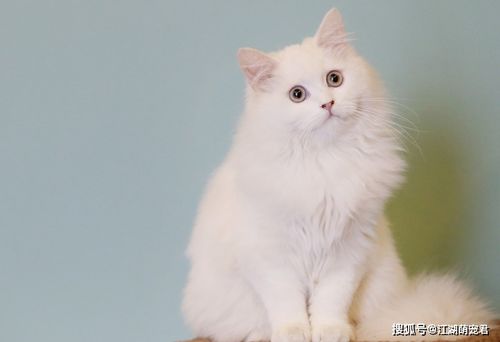 猫咪除跳蚤多少钱
