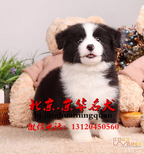 牧羊犬打几次防疫针