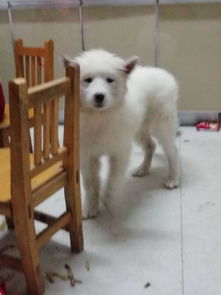 萨摩耶母犬能长多大