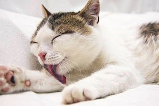 猫吃了猫草多久有效果
