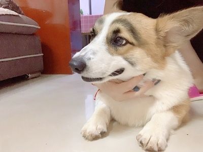 狗狗关节舒和钙片一样吗