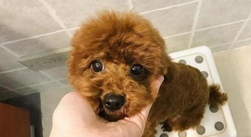 泰迪犬吐黄水肚子咕噜咕噜叫