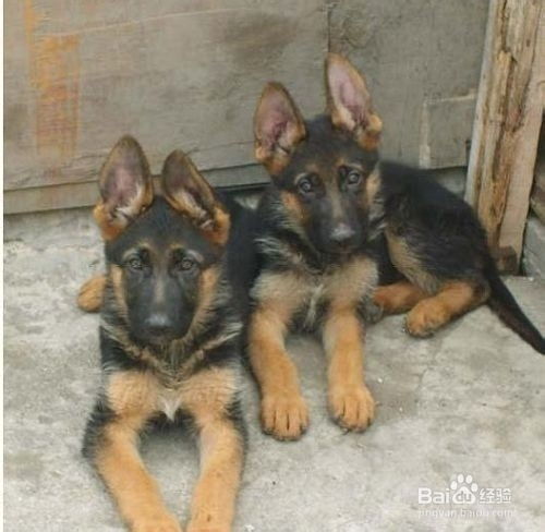德牧幼犬饲养