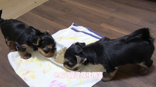 幼犬突然没有食欲了