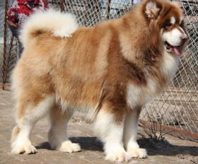 阿拉斯加犬雪橇多少钱一只