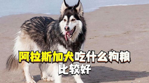 阿拉斯加狗粮便宜多少