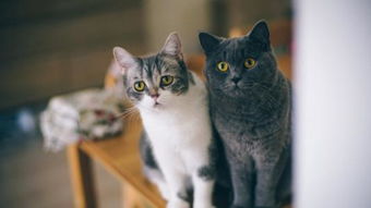 猫不吃猫粮咋整