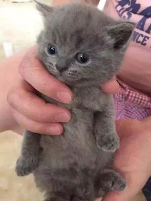 猫怀孕流血是要生了吗