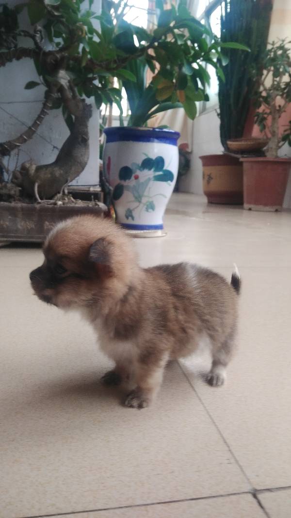 狗狗饭后多久消化正常