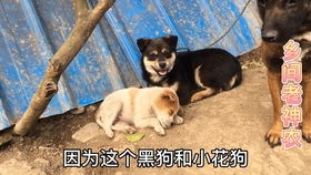 便宜的狗哪里买