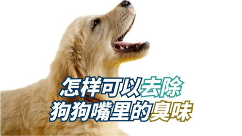狗的嘴里有腥臭味