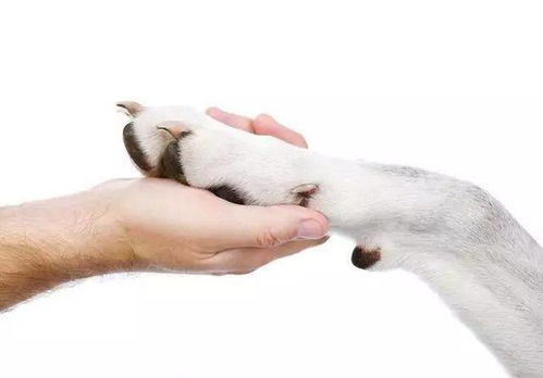 狗狗总是舔前爪