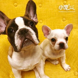 狗狗为什么经常吐白色的沫沫