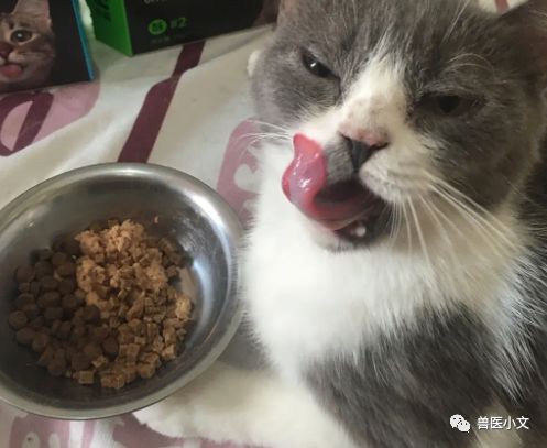 猫不喂猫粮