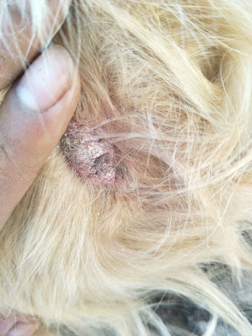 狗狗后腿关节皮肤病