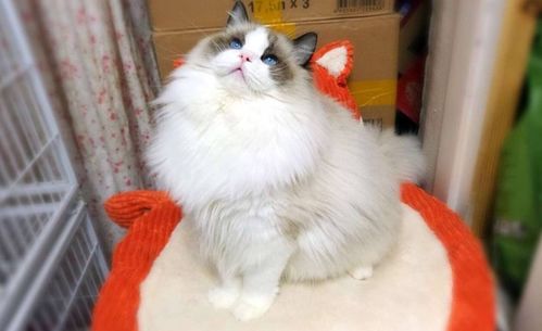 布偶猫猫能吃的20种食物
