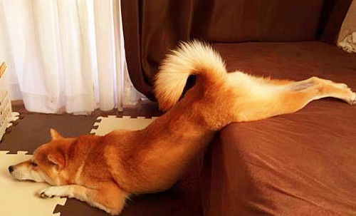 柴犬咳嗽吃什么药好