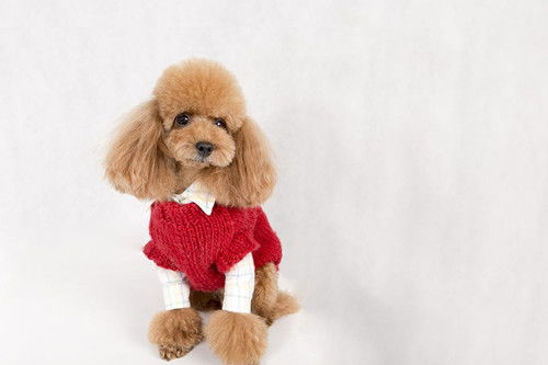 泰迪犬呕吐黄水