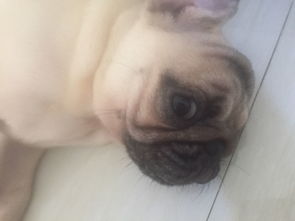 狗狗早上多久拉粑粑
