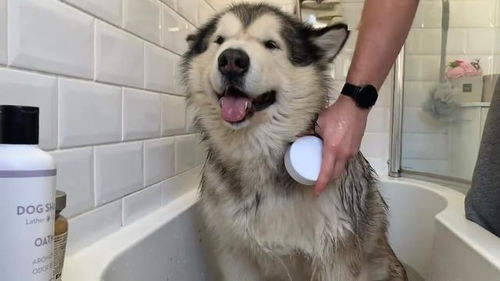 给阿拉斯加犬洗澡