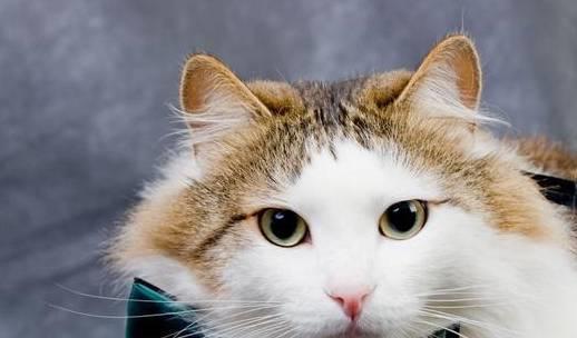 猫砂多久换一次需要全部倒掉吗