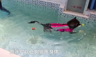 狗狗髋关节受伤有什么表现