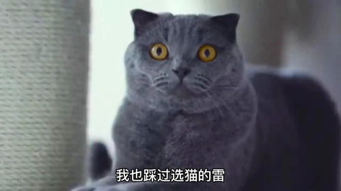 买猫要注意哪些方面