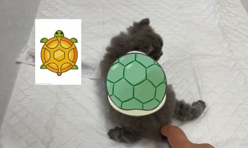 刚出生没多久的幼猫吃什么