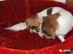 狗狗生产后的5大注意事项