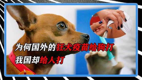 狗注射狂犬疫苗作用多久