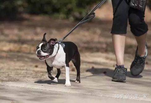 小狗多久可以遛狗