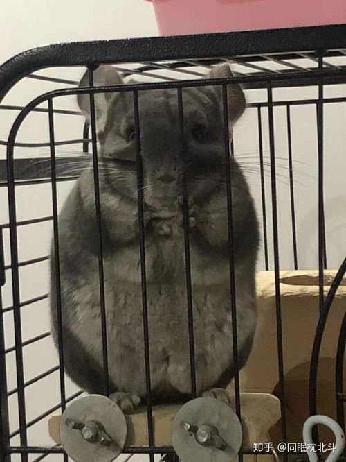 龙猫配种需要多久