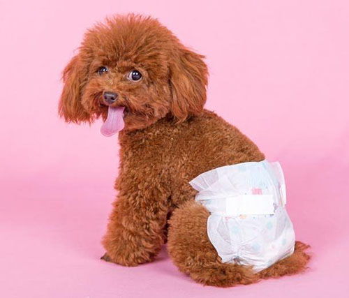 狗狗反群多少天不流血
