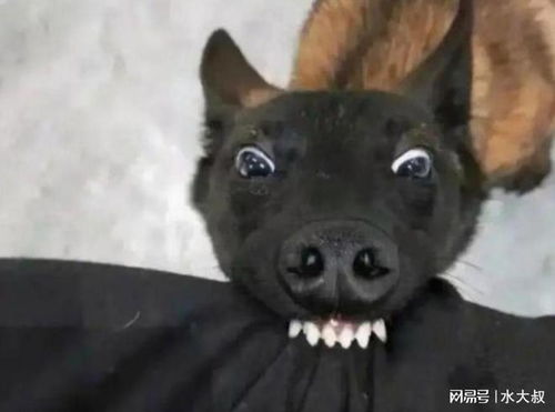 怎么让狗狗嘴巴张开
