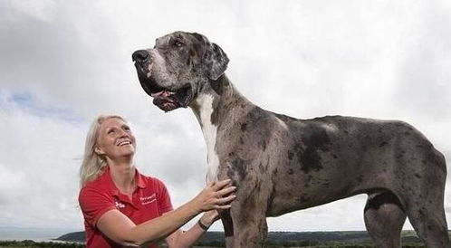 养大型犬有什么好处